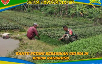 Babinsa Ranomeeto Turun Tangan, Bantu Petani Bersihkan Gulma di Kebun Kangkung