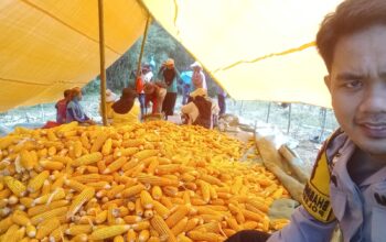 BHABINKAMTIBMAS BERSAMA KELOMPOK TANI DESA KOLAI PANEN JAGUNG PROGRAM KETAHANAN PANGAN 1 HA/DESA