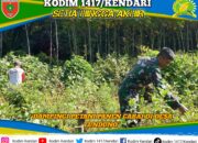 Babinsa Koramil 1417-09/Ranomeeto Dampingi Petani Panen Cabai di Desa Tunduno