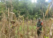 Babinsa Koramil Gu Turun Langsung ke Lahan, Pastikan Ketahanan Pangan Warga Buton Tengah Terjaga