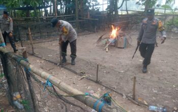 Tindak Laporan Warga, Polsek Bupon Tertibkan Arena Sabung Ayam di Buntu Batu