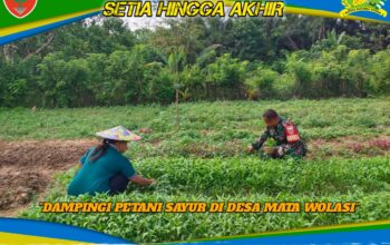 Tingkatkan Ketahanan Pangan, Babinsa Ranomeeto Dampingi Petani Sayur di Desa Mata Wolasi