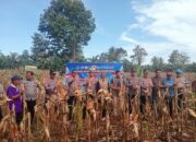 Panen Raya Jagung Serentak Kuartal II di Kabupaten Luwu, Wujud Dukungan Ketahanan Pangan Nasional
