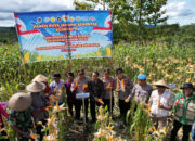 Pemda Bersama Polres Buton Lakukan Panen Raya Jagung Serentak Kuartal II Tahun 2026