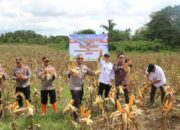Kapolres Enrekang Pimpin Panen Raya Jagung Serentak Kuartal II, Wujud Dukungan Nyata Ketahanan Pangan Nasional