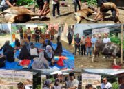 Polres Sinjai Sembelih 11 Ekor Sapi di Hari Raya Idul Adha 1447 H / 2026 M.