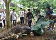 Iduladha 1447 H. Polres Morowali Utara sembelih 20 ekor sapi dan 4 ekor kambing 