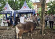 Kapolres Enrekang Berkurban Seekor Sapi, Tebar Keikhlasan dan Keteladanan Nabi Ibrahim di Hari Raya Idul Adha