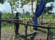 Jaga Kamtibmas, Polisi Bongkar Arena Sabung Ayam Di Kecamatan Telluwanua