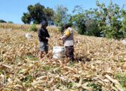 Petani Binaan Panen Jagung, Bhabinkamtibmas Polsek Soreang Turut Bantu di Lahan Perkebunan
