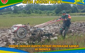 Wujud Kemanunggalan TNI, Babinsa Koramil 1417-13/Landono Turun Tangan Bantu Petani Membajak Sawah di Mowila