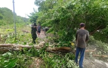 Sigap Bersama Warga, Koramil 1413-11/Wangi-Wangi Evakuasi Pohon Tumbang yang Tutup Akses Jalan