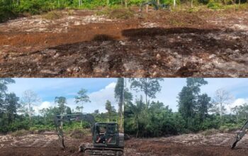TMMD Ke-129 Tuntaskan Pembukaan Lahan 1 Hektar, Siap Ditanami untuk Perkuat Ketahanan Pangan Kampung Sesor