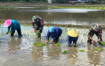 Di Tengah Lumpur Sawah, Satgas TMMD Ke-129 Kodim 1413/Buton Tanam Harapan Ketahanan Pangan Bersama Warga