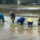 Di Tengah Lumpur Sawah, Satgas TMMD Ke-129 Kodim 1413/Buton Tanam Harapan Ketahanan Pangan Bersama Warga