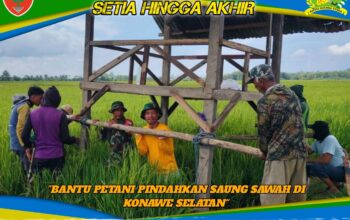 Kemanunggalan TNI dan Rakyat, Babinsa Koramil 1417-04/Lainea Bantu Petani Pindahkan Saung Sawah di Konawe Selatan
