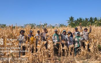 Panen Jagung Kuartal III, Polsek Bualemo Dukung Petani Hasilkan 4 Ton dari Lahan 2 Ha
