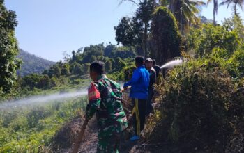 Babinsa Berjibaku Padamkan Kebakaran Kebun Cengkeh di Kolut
