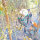 Kebun Warga Terbakar di Kolaka, Babinsa Sigap Padamkan Api