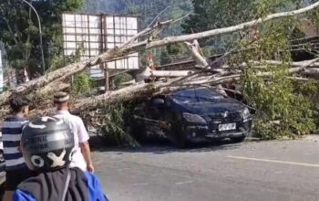 Pohon Tumbang Timpa Mobil Dan Motor Di Jalan Poros Palopo–makassar, Satu Warga Luka Ringan