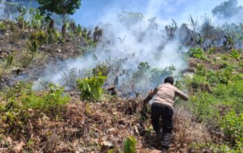 Kebakaran Lahan Perkebunan Cokelat di Sausu, Polisi Bersama Warga Bergerak Cepat Padamkan Api