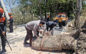 AKP Sukri Abdullah Turun Pantau Pohon Tumbang yang Tutup Jalan Ambo Matti